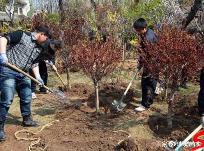 苗圃场:种下绿色希望的土壤