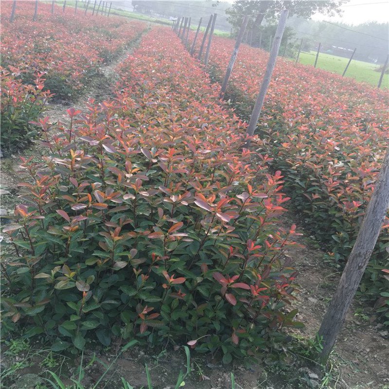 苗木批发新趋势:绿色产业的崛起