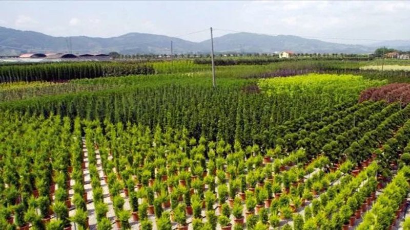苗圃场:在绿色世界里的耕耘与创新